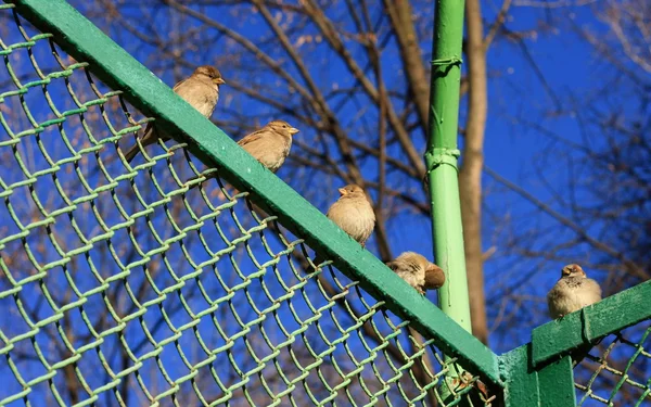栅栏上的麻雀 — 图库照片