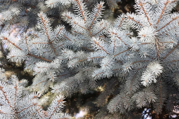 Blue spruce kvistar — Stockfoto