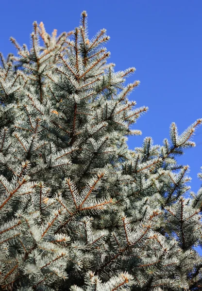 Blue Spruce — Stockfoto