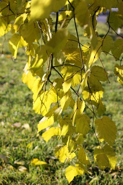 Lindas folhas de outono de bétula — Fotografia de Stock