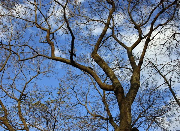 美しい樹冠 — ストック写真