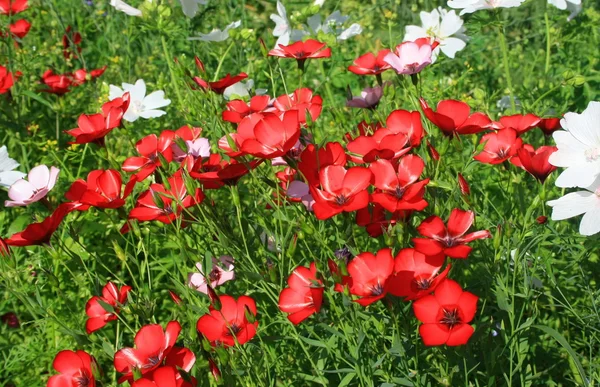 Prairie fleurs rouges — Photo