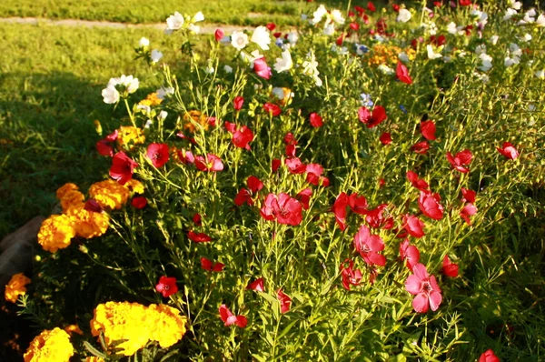 Blomsterbedet i hagen – stockfoto