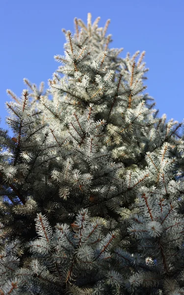 Blue spruce — Stock Photo, Image