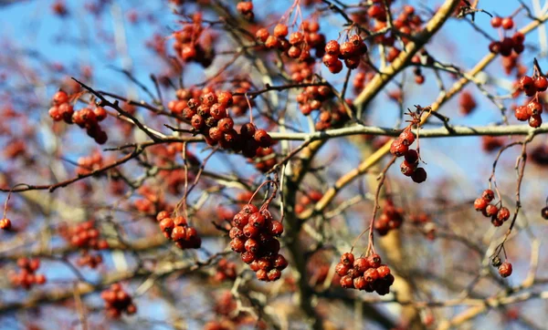 stock image Hawthorn berries