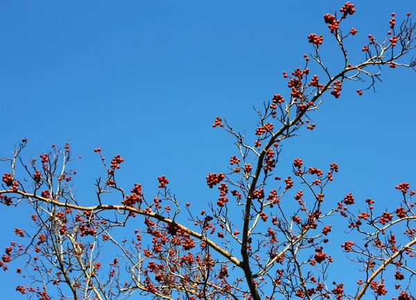 stock image Hawthorn berries