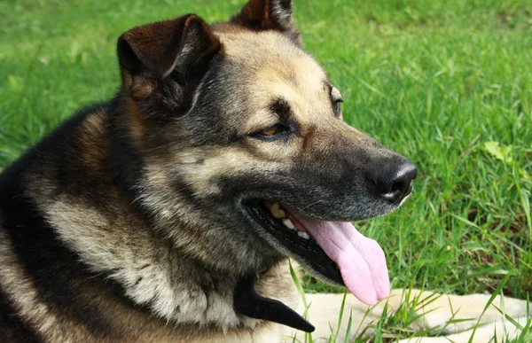 stock image Resting dog