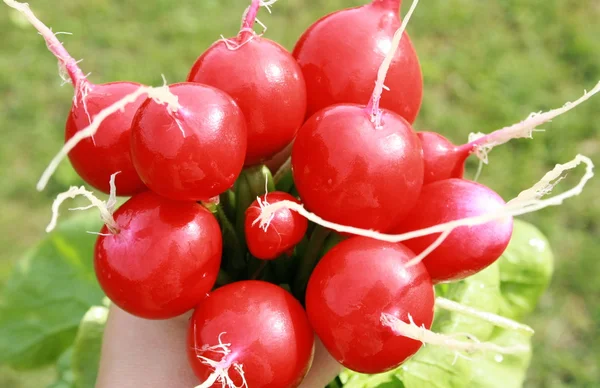 Bunch radishes — Stock Photo, Image