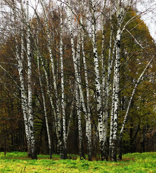 桦树林 — 图库照片