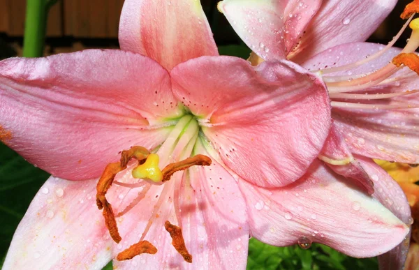 Różowa lilia z krople deszczu — Zdjęcie stockowe