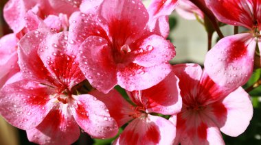 Pink geranium flowers with water drople clipart