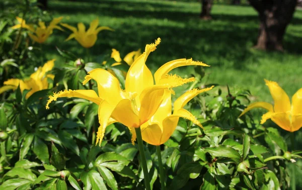 Žluté tulipány v slunci — Stock fotografie