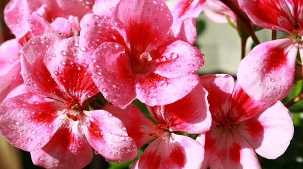 水 drople とピンクのゼラニウムの花 — ストック写真