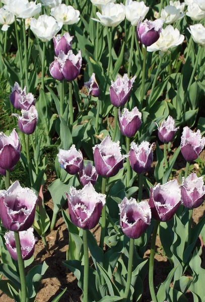 Glade of purple tulips — Stock Photo, Image