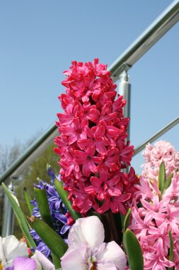 pembe sümbül