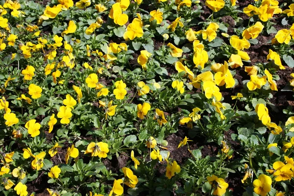 Fiori gialli finocchi — Foto Stock