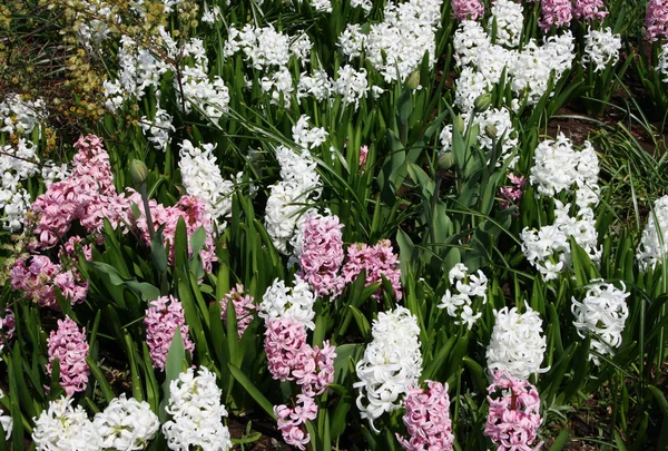 stock image Hyacinth