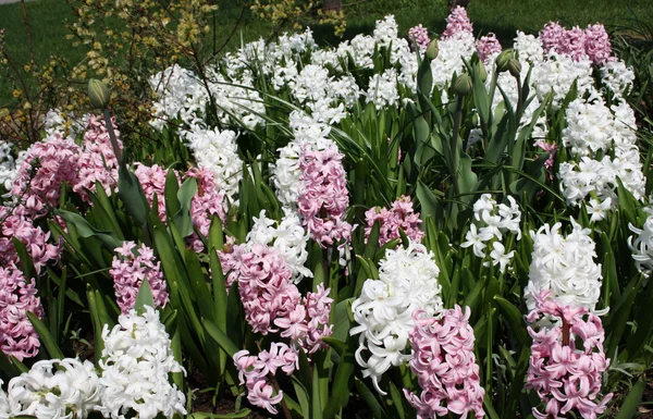 stock image Hyacinth