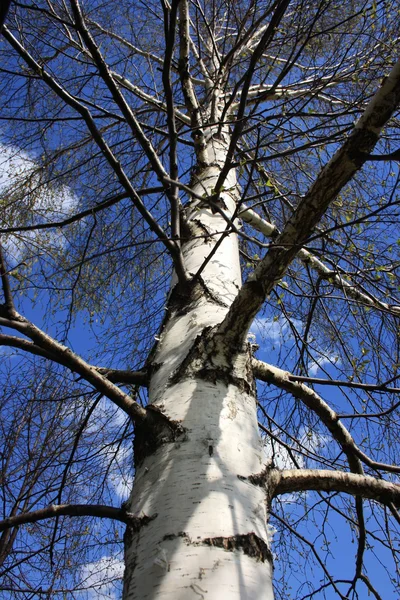 Silver birch coppice — Stock Photo, Image
