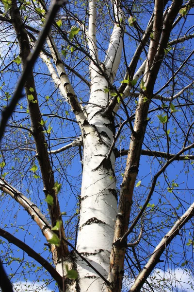 银桦小灌木林里 — 图库照片