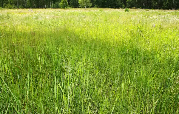 夏の牧歌的な牧草地 — ストック写真