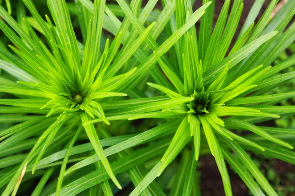 クローズ アップ鋭い葉を持つ植物 — ストック写真