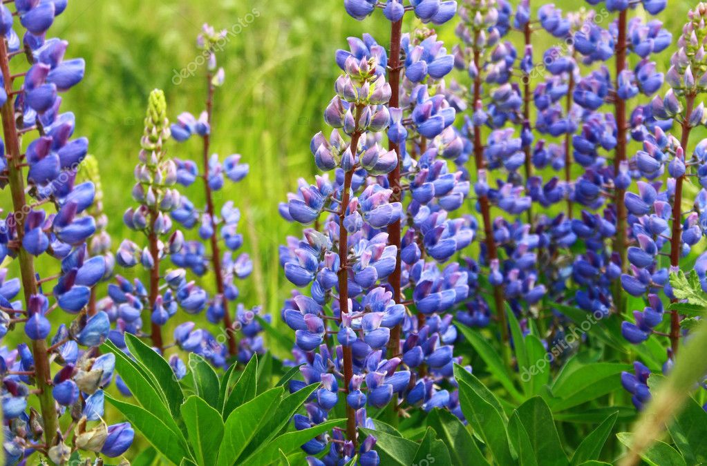 Lupine flowers purple color — Stock Photo © Khludova 7860714