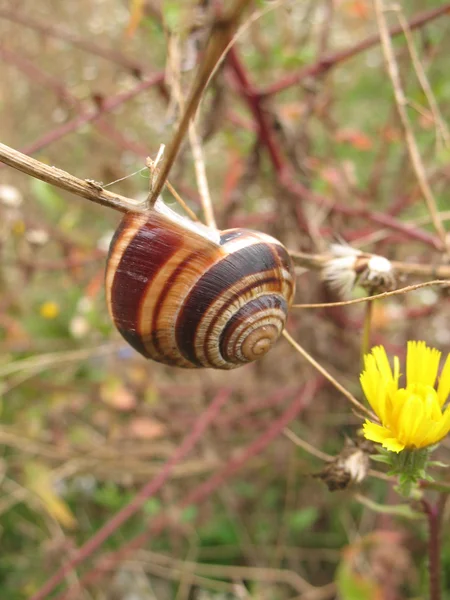 숲 달팽이 — 스톡 사진