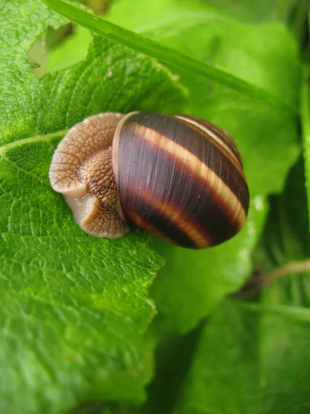 Forest snail — Stock Photo, Image