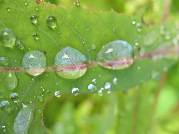 stock image Water drops on green leaf