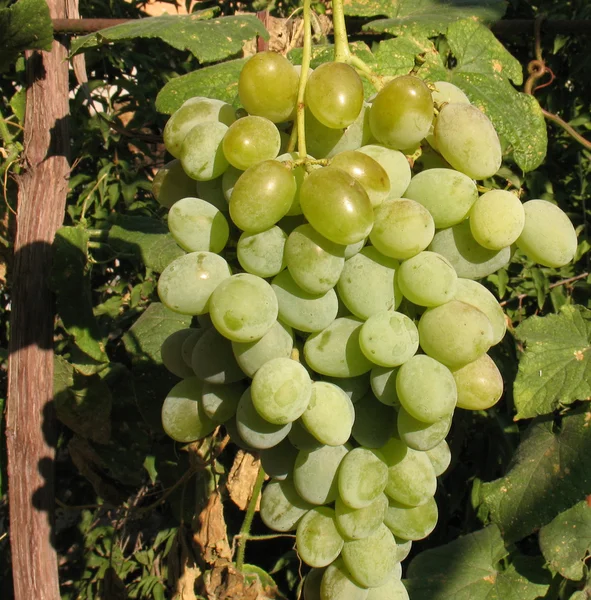 Ramo de uvas blancas — Foto de Stock