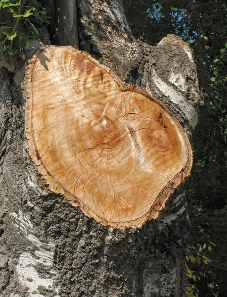 Scheibe eines Baumstammes — Stockfoto