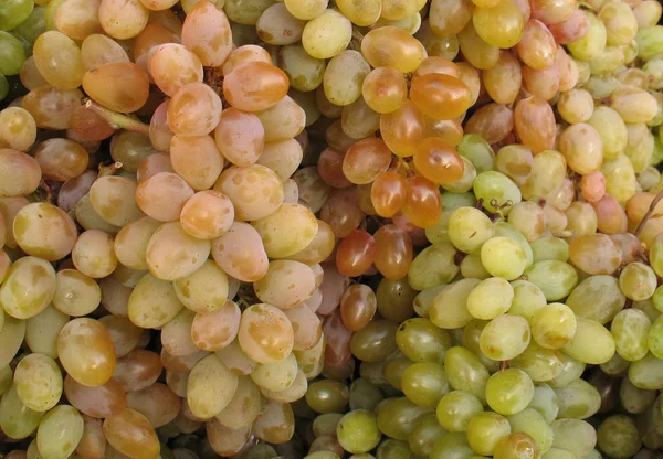 Racimos maduros de uvas —  Fotos de Stock