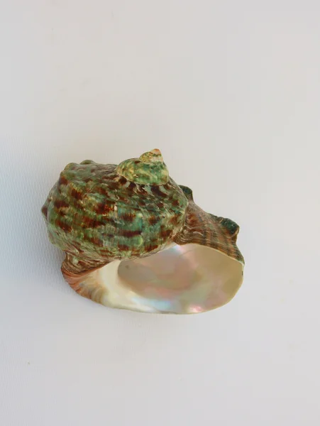 Sea shell "green turban" — Stock Photo, Image