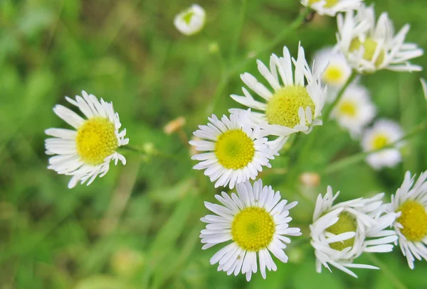 stock image White-yellow flowers