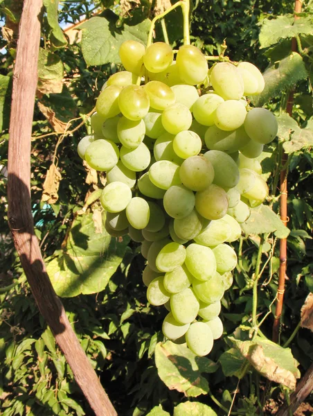 Ramo de uvas maduras a la luz del sol — Foto de Stock