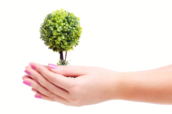 Händer som håller växt — Stockfoto