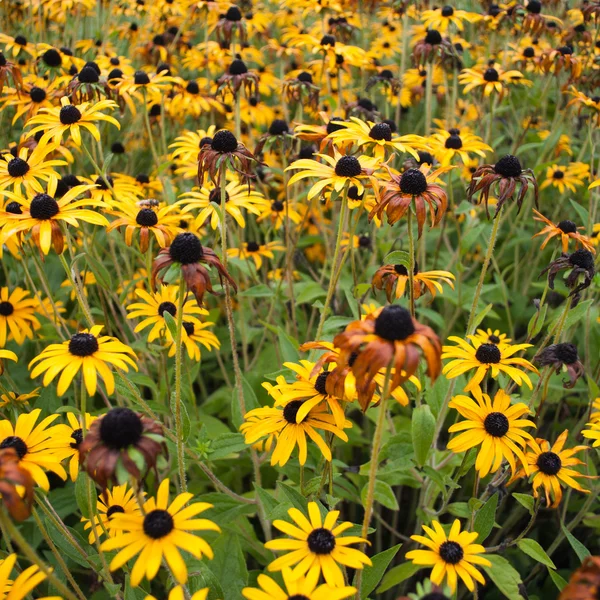 stock image Yellow Flowers