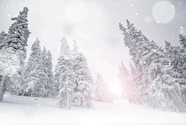Vinterlandskap med snö — Stockfoto