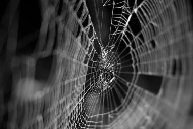 Spider Web clipart