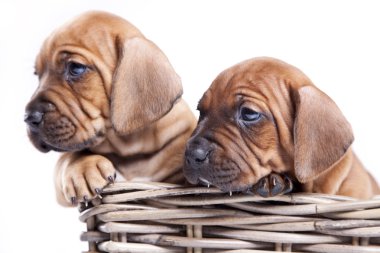Beyaz arka plan üzerinde izole genç komik köpek