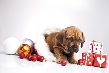 mutlu Noel köpek!