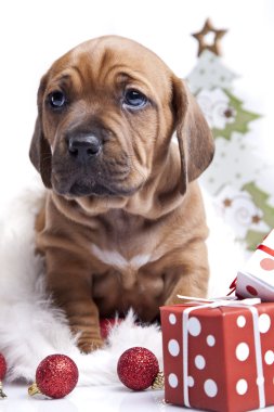 mutlu Noel köpek!