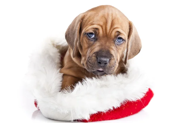 stock image Happy christmas dog!