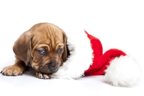 stock image Happy christmas dog!