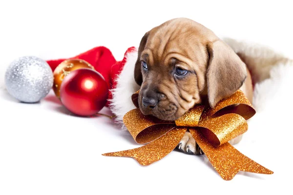 stock image Happy christmas dog!