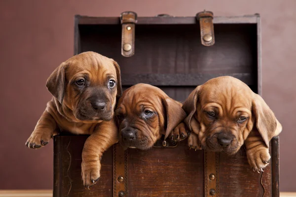 stock image Young funny doggy