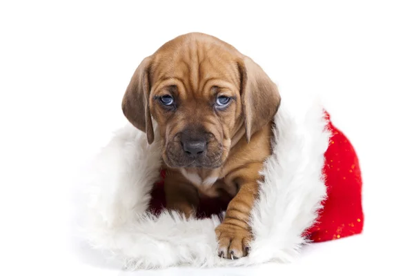 stock image Happy christmas dog!