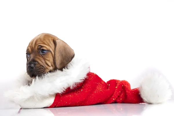 stock image Happy christmas dog!