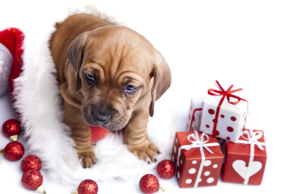 stock image Happy christmas dog!